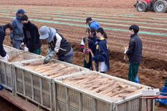 ナガイモの収穫に取り組む生徒たち