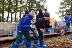 ナガイモの収穫に取り組む生徒たち