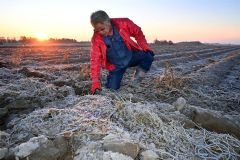 霜が降りた長いも畑を紹介する柴田さん（３０日午前６時１０分ごろ、町高倉西８線）