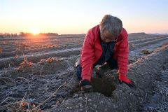 霜が降りた長いも畑を紹介する柴田さん（３０日午前６時１０分ごろ、町高倉西８線）