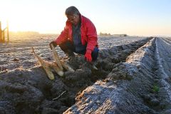 霜が降りた長いも畑を紹介する柴田さん（３０日午前６時１０分ごろ、町高倉西８線）