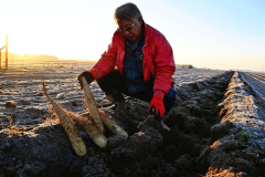 音更、柴田さん方のナガイモ畑に異例の10月霜降 春夏冬の吉兆喜ぶ