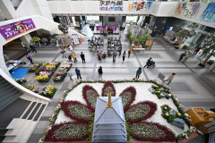 菊まつり来場者最低水準も「ガイドツアー」手応え 花の魅力発信に注力