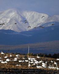 デントコーン畑に飛来したオオハクチョウの群れ(30日、上士幌町居辺で。山下僚撮影)