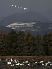 デントコーン畑に飛来したオオハクチョウの群れ(30日、上士幌町居辺で。山下僚撮影)