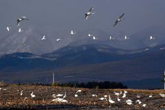 デントコーン畑に飛来したオオハクチョウの群れ(30日、上士幌町居辺で。山下僚撮影)