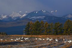 デントコーン畑に飛来したオオハクチョウの群れ(30日、上士幌町居辺で。山下僚撮影)