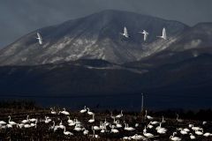 雪化粧の山を背に　ハクチョウ飛来
