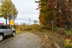 倒木が道をふさぎ、停電の復旧作業の支障にも(道道士幌然別湖線、吉原慧撮影)