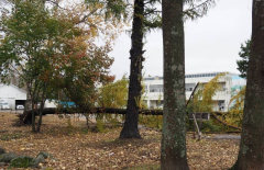 幕別白人小の駐車場入り口をふさぐ倒木(青柳梨恵通信員撮影)