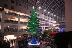 サッポロファクトリーでクリスマスツリー点灯式　広尾のトドマツお目見え