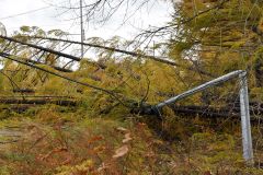 倒木に電線を引っ張られて倒壊した電柱(1日午後1時10分ごろ、道道士幌然別湖線と町道西9線の交差点で。吉原慧撮影)