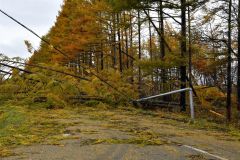 倒木に電線を引っ張られて倒壊した電柱(1日午後1時10分ごろ、道道士幌然別湖線と町道西9線の交差点で。吉原慧撮影)