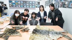 ゼニガタアザラシの展示を行った畜大生