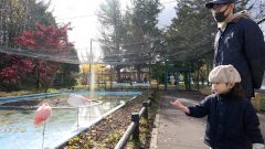 夏季開園最終日を迎えたおびひろ動物園でフラミンゴを観察する親子（３日午前１０時５０分ごろ）