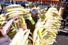 平和園札内店で、漬け物用のダイコン干し（金野和彦撮影）