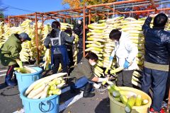 漬け物用のダイコンを干す平和園の社員（４日午前９時４０分ごろ。幕別町内の平和園札内店で。金野和彦撮影）