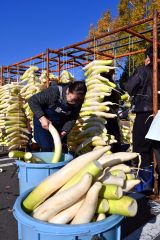 平和園札内店で、漬け物用のダイコン干し（金野和彦撮影）