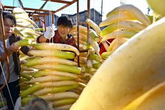 漬け物用のダイコンを干す平和園の社員（４日午前９時半ごろ。幕別町内の平和園札内店で。金野和彦撮影）