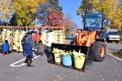 平和園札内店で、漬け物用のダイコン干し（金野和彦撮影）