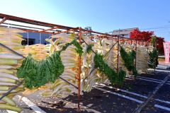 平和園札内店で、漬け物用のダイコン干し（金野和彦撮影）