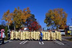 平和園札内店で、漬け物用のダイコン干し（金野和彦撮影）
