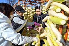 平和園札内店で、漬け物用のダイコン干し（金野和彦撮影）