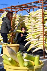 平和園札内店で、漬け物用のダイコン干し（金野和彦撮影）