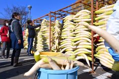 平和園札内店で、漬け物用のダイコン干し（金野和彦撮影）