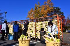 漬け物シーズン到来　平和園でダイコン干し
