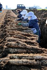 秋の収穫が始まったナガイモ畑(4日午後2時ごろ。帯広市内の前川さん所有の畑で。金野和彦撮影)