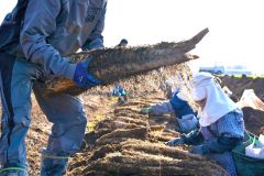 秋の収穫が始まったナガイモ畑(4日午後2時ごろ。帯広市内の前川さん所有の畑で。金野和彦撮影)