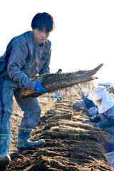 秋の収穫が始まったナガイモ畑(4日午後2時ごろ。帯広市内の前川さん所有の畑で。金野和彦撮影)