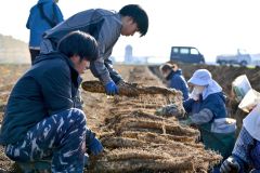秋の収穫が始まったナガイモ畑(4日午後2時ごろ。帯広市内の前川さん所有の畑で。金野和彦撮影)