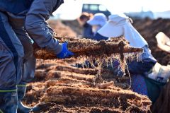 秋の収穫が始まったナガイモ畑(4日午後2時ごろ。帯広市内の前川さん所有の畑で。金野和彦撮影)