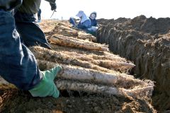 秋の収穫が始まったナガイモ畑(4日午後2時ごろ。帯広市内の前川さん所有の畑で。金野和彦撮影)