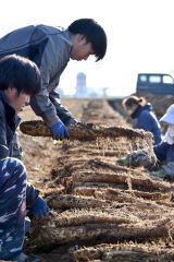 畑から掘り起こされたナガイモ(4日午後2時ごろ。帯広市内の前川さん所有の畑で。金野和彦撮影)