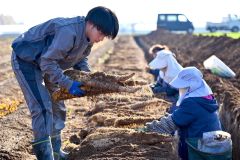 秋の収穫が始まったナガイモ畑(4日午後2時ごろ。帯広市内の前川さん所有の畑で。金野和彦撮影)