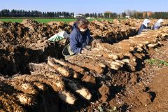 秋の収穫が始まったナガイモ畑(4日午後2時ごろ。帯広市内の前川さん所有の畑で。金野和彦撮影)