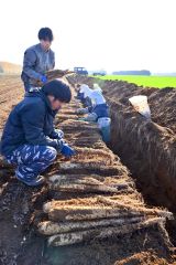 秋の収穫が始まったナガイモ畑(4日午後2時ごろ。帯広市内の前川さん所有の畑で。金野和彦撮影)