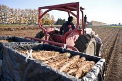 秋の収穫が始まったナガイモ畑(4日午後2時ごろ。帯広市内の前川さん所有の畑で。金野和彦撮影)