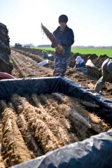 秋の収穫が始まったナガイモ畑(4日午後2時ごろ。帯広市内の前川さん所有の畑で。金野和彦撮影)
