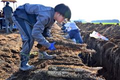 秋の収穫が始まったナガイモ畑(4日午後2時ごろ。帯広市内の前川さん所有の畑で。金野和彦撮影)