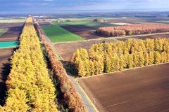 黄色に変わった10線防風林のカラマツ林(5日、芽室町坂の上で)