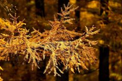 黄色に変わった10線防風林のカラマツ林(5日、芽室町坂の上で)