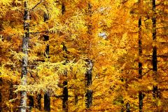 黄色に変わった10線防風林のカラマツ林(5日、芽室町坂の上で)