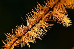 黄色に変わった10線防風林のカラマツ林(5日、芽室町坂の上で)