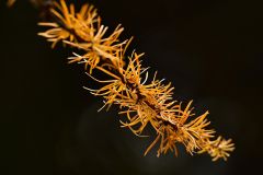 黄色に変わった10線防風林のカラマツ林(5日、芽室町坂の上で)