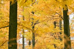 黄色に変わった10線防風林のカラマツ林(5日、芽室町坂の上で)