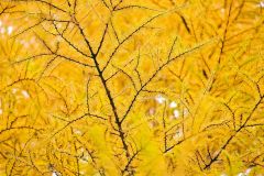 黄色に変わった10線防風林のカラマツ林(5日、芽室町坂の上で)